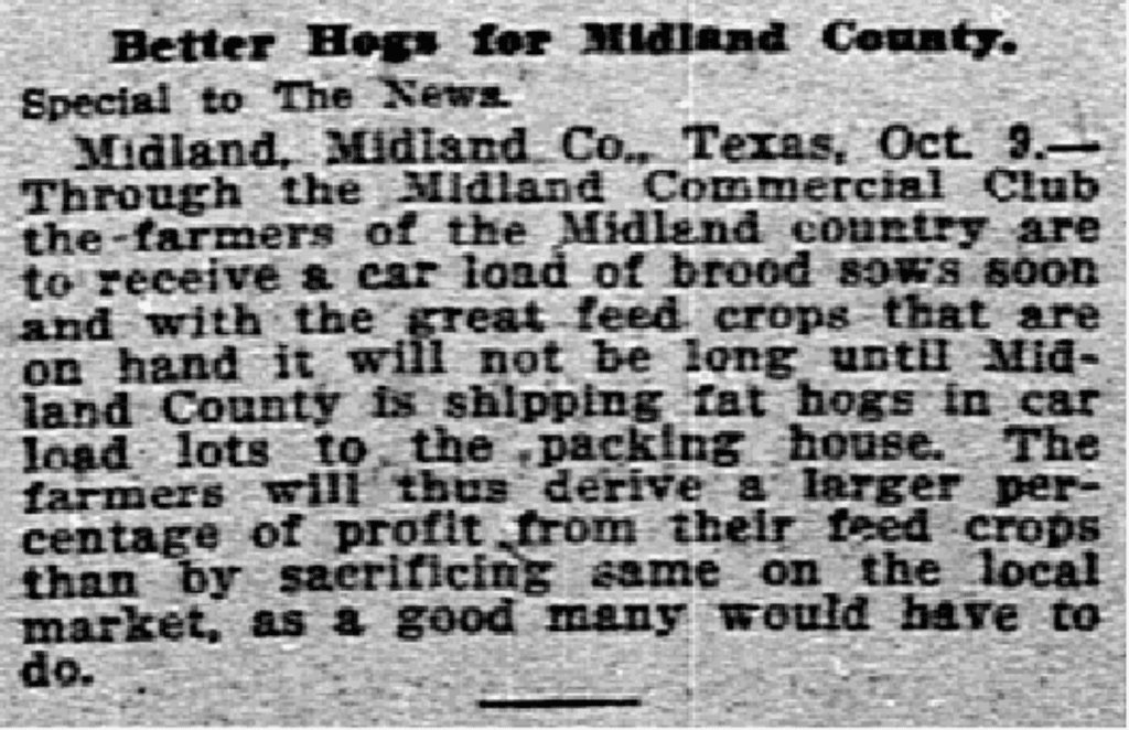 Historical Newspaper in Midland TX - Pigs in Midland